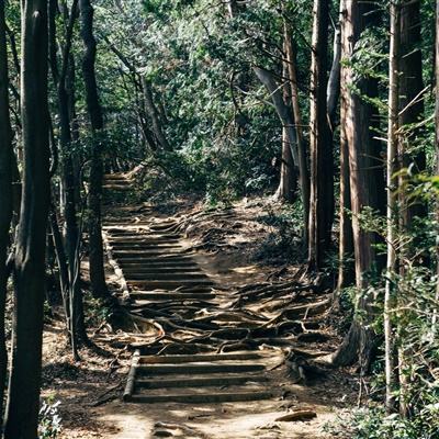 幸存者计划手游下载