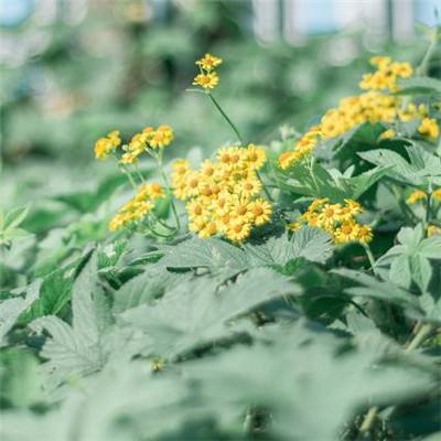 纽扣助手破解版下载安装2022